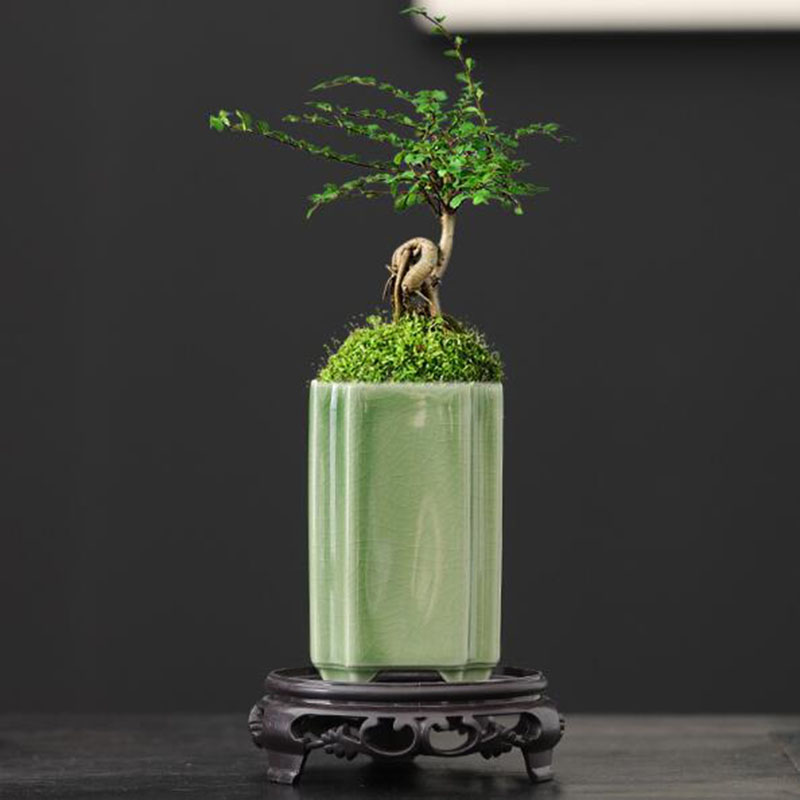 Porcelain Square Celadon Glaze - Bonsai Garden Art recension och pris