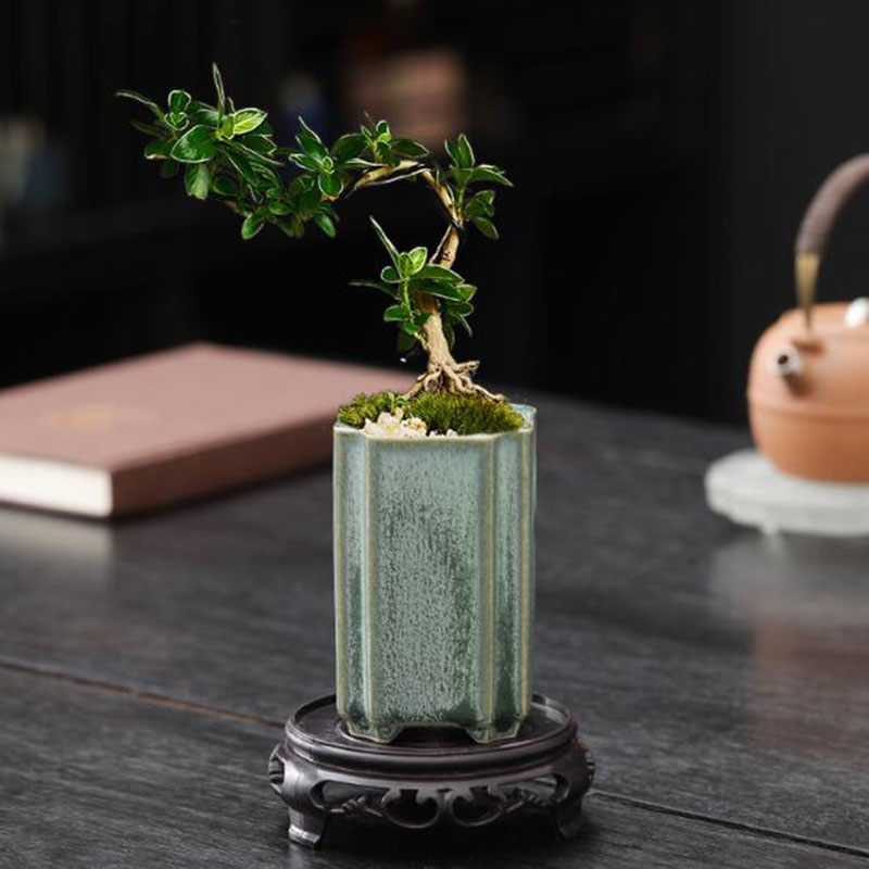 Porcelain Square Celadon Glaze - Bonsai Garden Art recension och pris