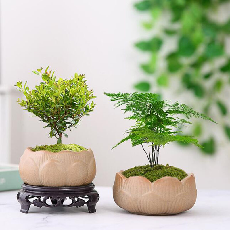 Coarse Pottery Lotus Green Pla - Bonsai Garden Art recension och pris