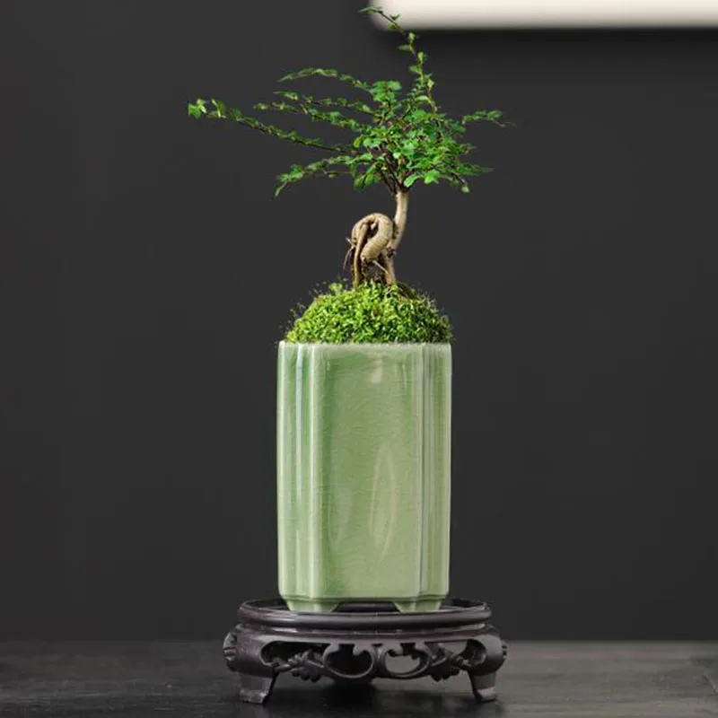 Porcelain Square Celadon Glaze - Bonsai Garden Art recension och pris