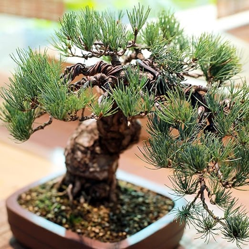 1mm Black Aluminum Bonsai Wire - Bonsai Garden Art recension och pris